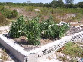 Tomato Plants
